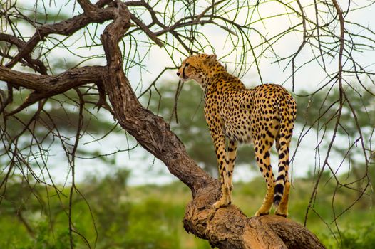 Cheetah perched on a dead tree in Samburu Park in central Kenya