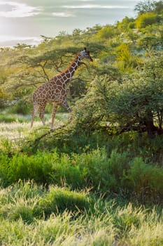 Giraffe crossing the trail in Samburu Park in central Kenya