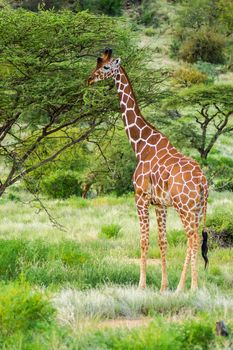 Giraffe crossing the trail in Samburu Park in central Kenya