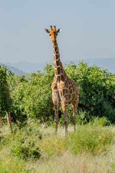 Giraffe crossing the trail in Samburu Park in central Kenya