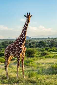 Giraffe crossing the trail in Samburu Park in central Kenya