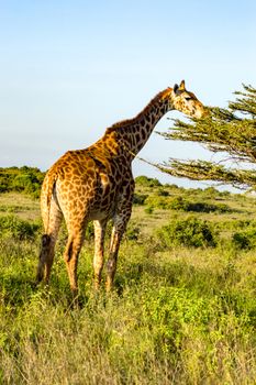 Isolated giraffe eating on a spruce in the savannah of Nairobi park in Kenya in Africa