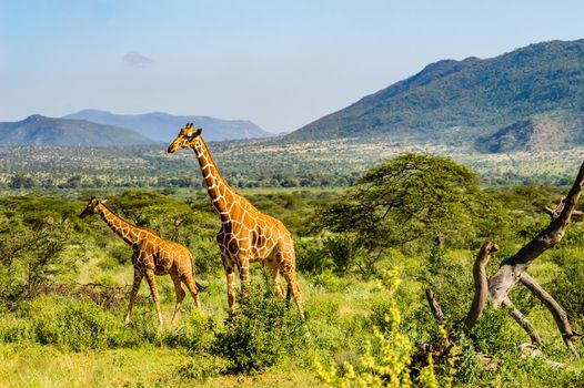 A giraffe and her cub in the savannah of Samburu Park in central Kenya