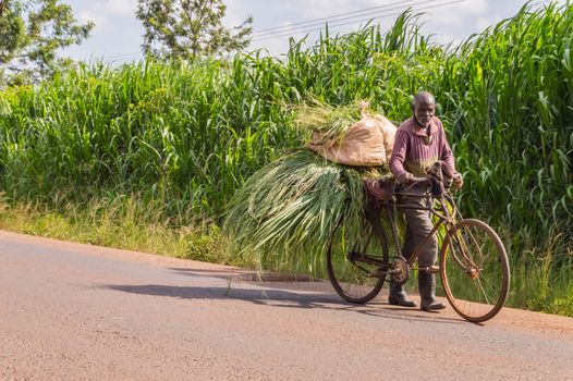 KENYA, THIKA - 28 DECEMBRE 2018 :Elderly Kenyan farmer carrying