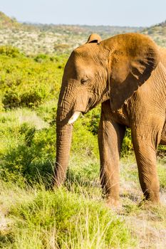 An old elephant in the savannah of Samburu Park in central Kenya