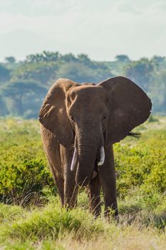 An old elephant in the savannah of Samburu Park in central Kenya