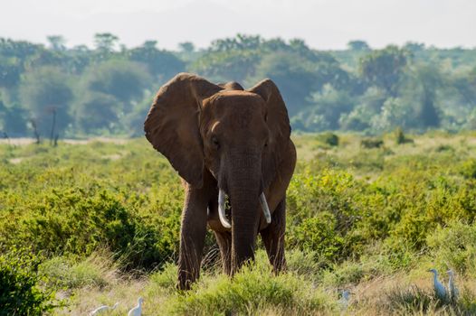 An old elephant in the savannah of Samburu Park in central Kenya