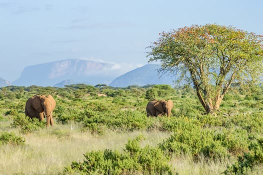 Two elephants in the savannah of Samburu Park in central Kenya with an acacia and mountains in the background of photo