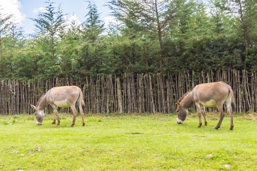 Two donkeys grazing on the road from Aberdare to Thika in central Kenya