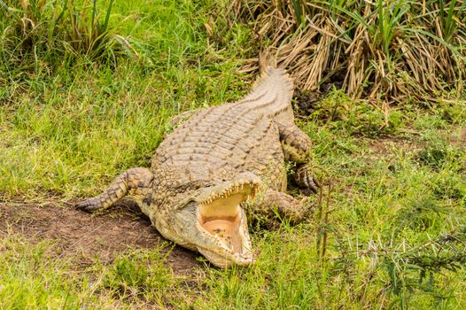 Crocodile mouth open in Nairobi park Kenya Kenya Africa