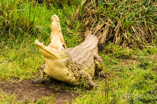 Crocodile mouth open in Nairobi park Kenya Kenya Africa