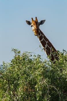 Neck and head of a giraffe near a green tree in Samburu Park in central Kenya