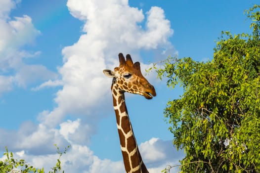 Neck and head of a giraffe near a green tree in Samburu Park in central Kenya
