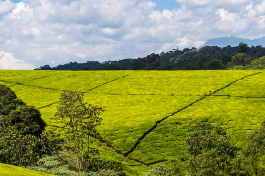 Field of tea leaves as far as the eye can see near Thika in central Kenya