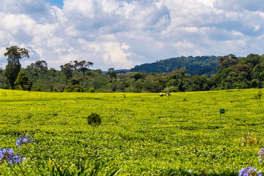 Field of tea leaves as far as the eye can see near Thika in central Kenya