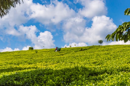 Field of tea leaves as far as the eye can see near Thika in central Kenya