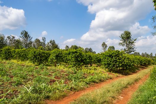 Coffee tree shrub field in the countryside near Thika town in Kenya celt