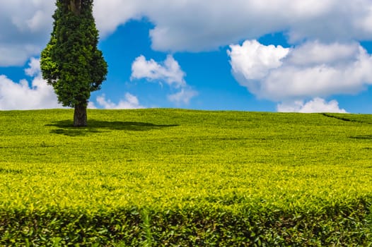Field of tea leaves as far as the eye can see near Thika in central Kenya