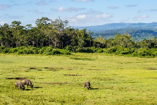 Three buffalos grazing in a meadow at Aberdare Park in central Kenya