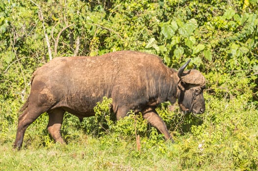 Buffalo in the forest of Aberdare Park in central Kenya