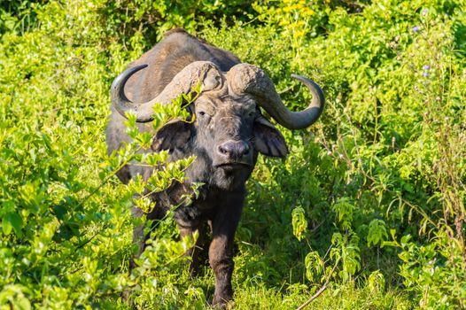 Buffalo in the forest of Aberdare Park in central Kenya