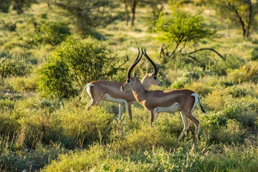 Crossing of two antelopes in the savannah of Samburu Park in central Kenya