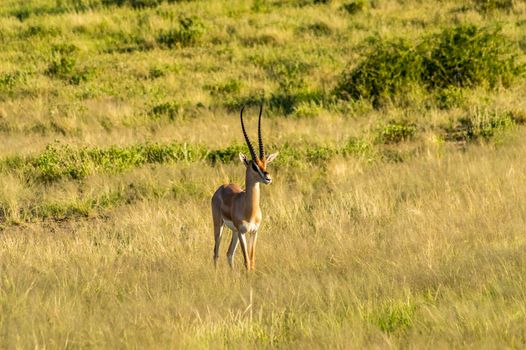 Antelope seen in profile in the savannah of Samburu Park in central Kenya