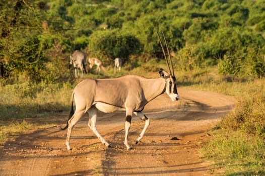 Antelope seen in profile in the savannah of Samburu Park in central Kenya