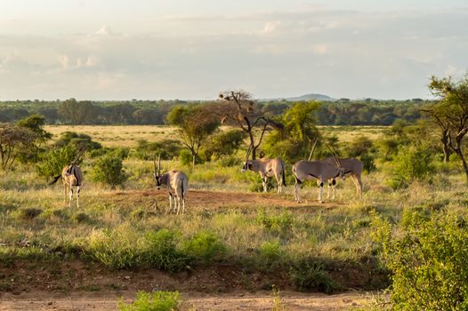 Antelope seen in profile in the savannah of Samburu Park in central Kenya