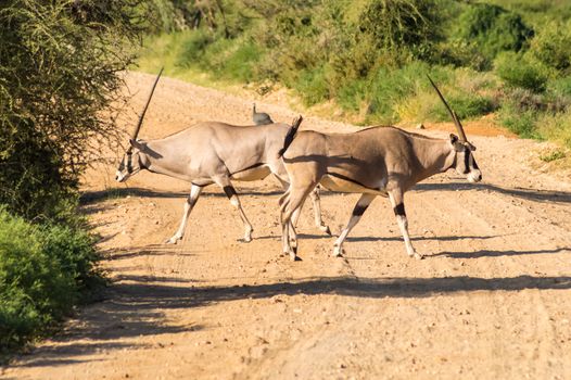 Crossing two antelopes on a track in Samburu Park in central Kenya