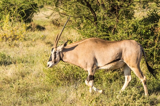 Young female antelope in the savannah of Samburu Park in central Kenya