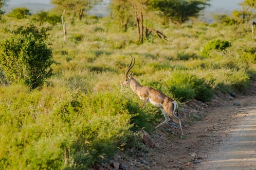 Young female antelope in the savannah of Samburu Park in central Kenya