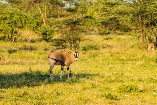 Antelope seen in profile in the savannah of Samburu Park in central Kenya