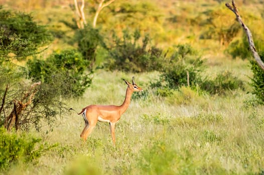 Giraffe antelope in the savannah of Samburu Park in central Kenya