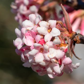 Viburnum (Viburnum farreri), flowers of the gardens