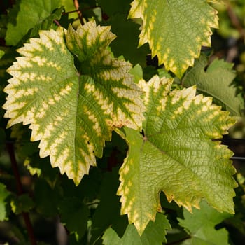 Vine leafs with autumnal colours