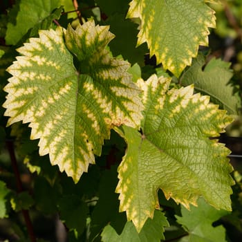 Vine leafs with autumnal colours