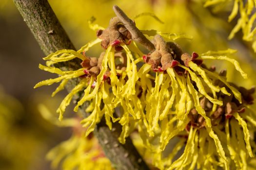 Witch Hazel Hybride (Hamamelis intermedia), colours of spring