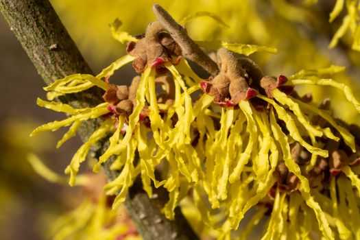 Witch Hazel Hybride (Hamamelis intermedia), colours of spring