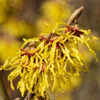 Witch Hazel Hybride (Hamamelis intermedia), colours of spring