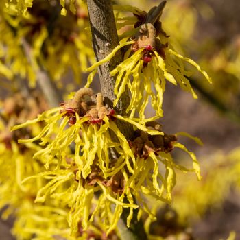 Witch Hazel Hybride (Hamamelis intermedia), colours of spring