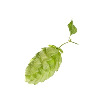 Close up one cone of fresh green hop on branch with leaf, ingredient for beer or herbal medicine, isolated on white background, low angle side view