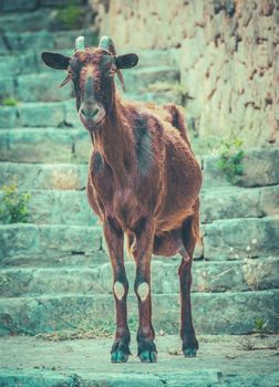 A Wild Mallorcan Goat Roaming Around A Small Island Town