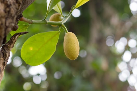 Small Jackfruit with leaf beside a tree and bokeh background.