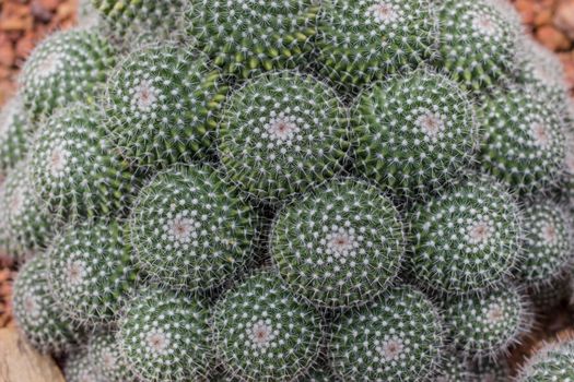 beautiful many green cactus with white spines on desert.