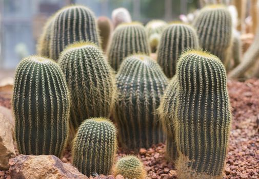 Green cactus tree growing on simulator desert garden.