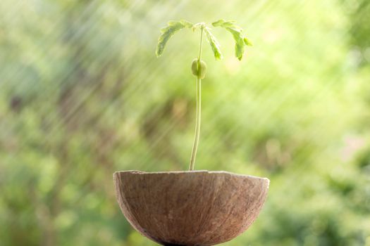 Young baby tamarind tree in the rain and morning lighting.