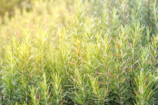 Green meadow and morning lighting at the mountain.