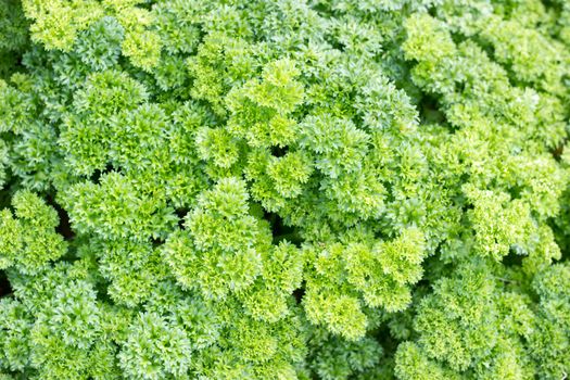 The leaves of carrots in the garden of organic farming.