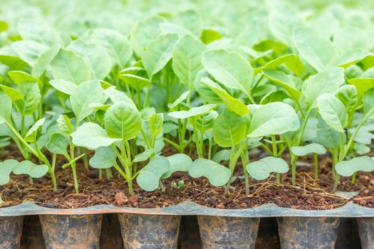 Young baby of Chinese kale, organic vegetables farm.